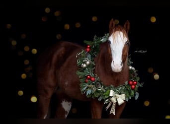 American Paint Horse, Gelding, 8 years, 15,2 hh, Chestnut-Red