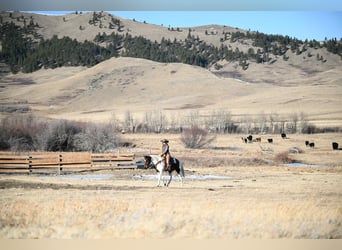 American Paint Horse, Gelding, 8 years, 15,3 hh, Pinto