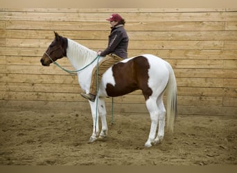 American Paint Horse, Gelding, 8 years, 15,3 hh, Pinto