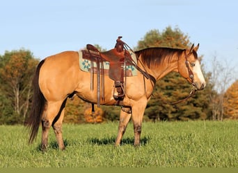 American Paint Horse, Gelding, 8 years, Buckskin