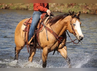 American Paint Horse, Gelding, 8 years, Buckskin