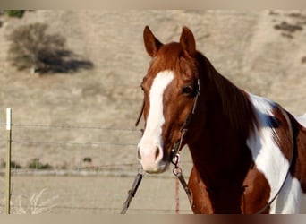 American Paint Horse, Gelding, 8 years, Chestnut