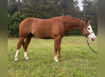 American Paint Horse, Gelding, 8 years, Overo-all-colors