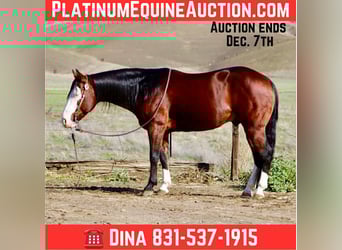 American Paint Horse, Gelding, 9 years, 13.2 hh, Bay