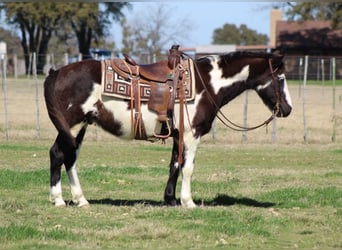 American Paint Horse, Gelding, 9 years, 13.2 hh, Overo-all-colors
