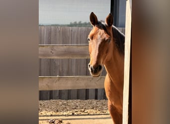 American Paint Horse, Gelding, 9 years, 14.2 hh, Brown