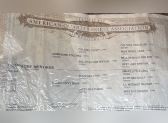 American Paint Horse, Gelding, 9 years, 14,3 hh, Bay