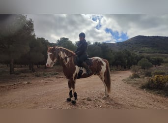 American Paint Horse, Gelding, 9 years, 15.2 hh, Pinto