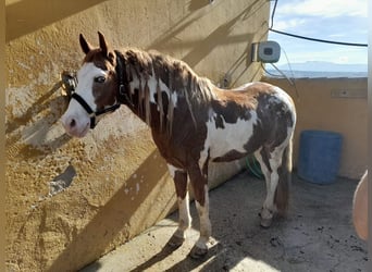 American Paint Horse, Gelding, 9 years, 15.2 hh, Pinto