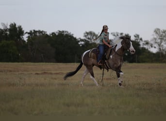 American Paint Horse, Gelding, 9 years, 15 hh, Pinto