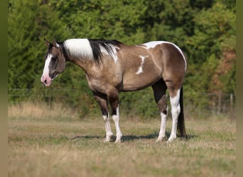 American Paint Horse, Gelding, 9 years, 15 hh, Pinto