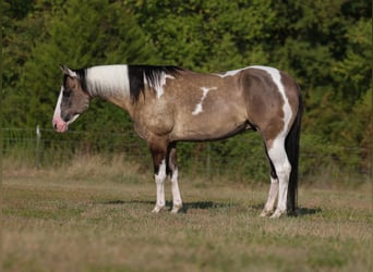 American Paint Horse, Gelding, 9 years, 15 hh, Pinto