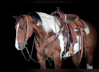 American Paint Horse, Gelding, 9 years, 15 hh, Pinto