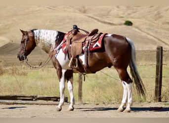 American Paint Horse, Gelding, 9 years, 15 hh, Tobiano-all-colors