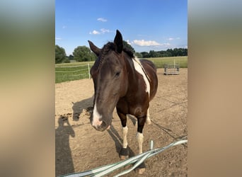 American Paint Horse, Gelding, 9 years, 15,1 hh, Tobiano-all-colors