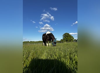 American Paint Horse, Gelding, 9 years, 15,1 hh, Tobiano-all-colors