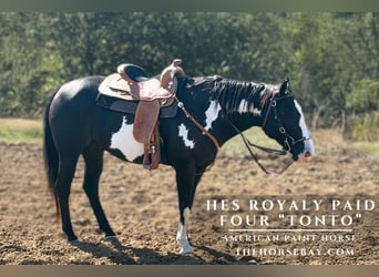 American Paint Horse, Gelding, 9 years, 15,1 hh, Tobiano-all-colors