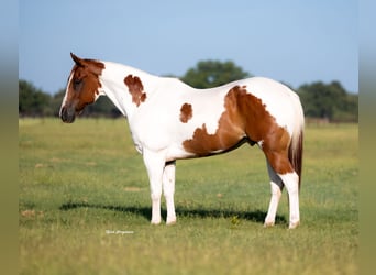 American Paint Horse, Gelding, 9 years, 15,3 hh, Sorrel