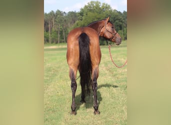 American Paint Horse, Gelding, 9 years, 16,3 hh, Bay