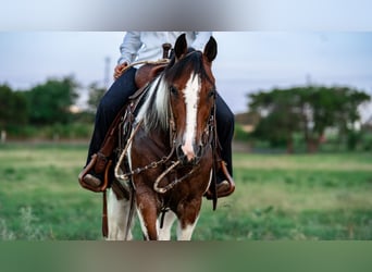 American Paint Horse, Gelding, 9 years, Pinto