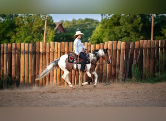 American Paint Horse, Gelding, 9 years, Pinto