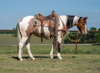 American Paint Horse, Gelding, 9 years, Pinto