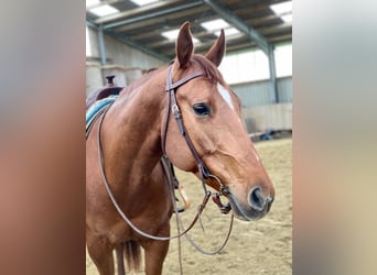 American Paint Horse, Giumenta, 10 Anni, 162 cm, Sauro