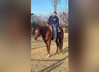 American Paint Horse, Giumenta, 10 Anni, 162 cm, Sauro