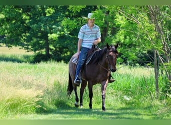 American Paint Horse, Giumenta, 10 Anni, Baio roano