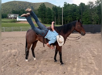 American Paint Horse, Giumenta, 10 Anni, Baio roano
