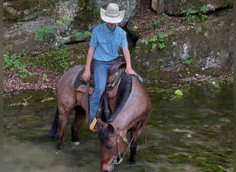 American Paint Horse, Giumenta, 10 Anni, Baio roano