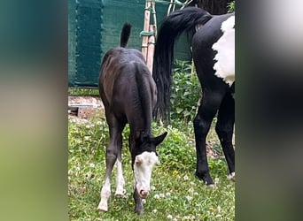 American Paint Horse, Giumenta, 11 Anni, 151 cm, Overo-tutti i colori