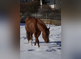 American Paint Horse, Giumenta, 11 Anni, 152 cm, Sauro