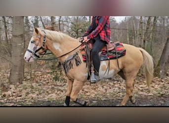 American Paint Horse, Giumenta, 11 Anni, 157 cm, Overo-tutti i colori