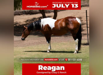 American Paint Horse, Giumenta, 11 Anni, Pezzato