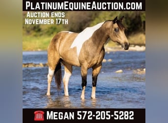 American Paint Horse, Giumenta, 11 Anni, Tobiano-tutti i colori
