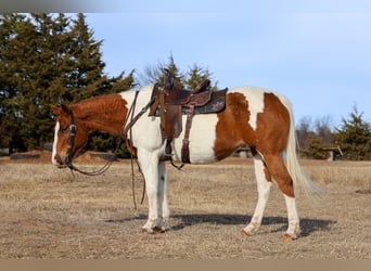 American Paint Horse, Giumenta, 12 Anni, 150 cm, Pezzato