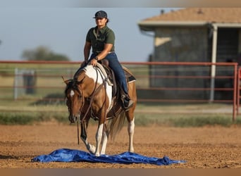 American Paint Horse, Giumenta, 12 Anni, 152 cm, Falbo