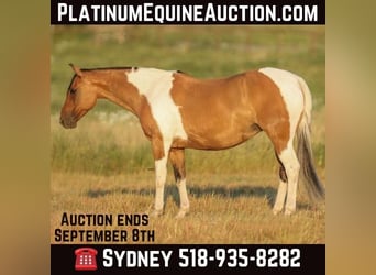 American Paint Horse, Giumenta, 12 Anni, 152 cm, Falbo