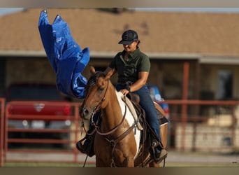 American Paint Horse, Giumenta, 12 Anni, 152 cm, Falbo