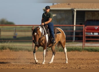 American Paint Horse, Giumenta, 12 Anni, 152 cm, Falbo