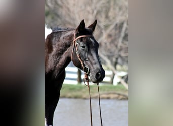 American Paint Horse, Giumenta, 12 Anni, 152 cm, Tobiano-tutti i colori