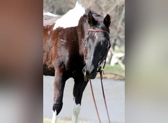 American Paint Horse, Giumenta, 12 Anni, 152 cm, Tobiano-tutti i colori