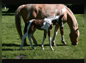 American Paint Horse, Giumenta, 12 Anni, 154 cm, Tobiano-tutti i colori