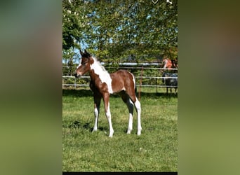American Paint Horse, Giumenta, 12 Anni, 154 cm, Tobiano-tutti i colori