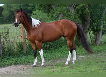 American Paint Horse, Giumenta, 12 Anni, 155 cm, Tobiano-tutti i colori