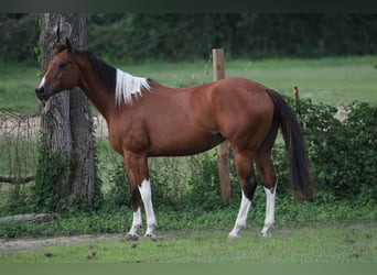 American Paint Horse, Giumenta, 12 Anni, 155 cm, Tobiano-tutti i colori