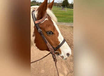 American Paint Horse, Giumenta, 12 Anni, 156 cm, Tovero-tutti i colori