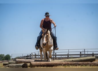 American Paint Horse, Giumenta, 13 Anni, 142 cm, Pelle di daino