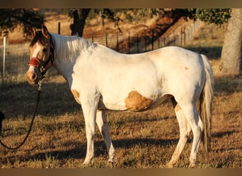 American Paint Horse, Giumenta, 13 Anni, 142 cm, Pelle di daino